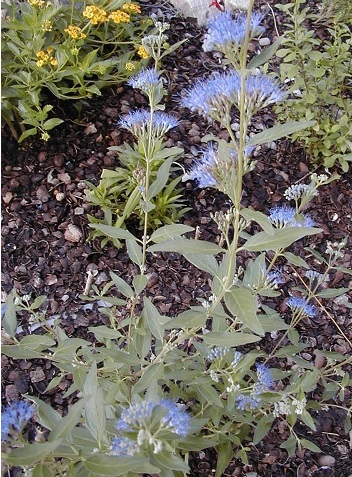 Caryopteris, Bluebeard, Blue Mist Spirea Blue Mist