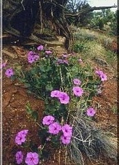 Mirabilis Species, Colorado Four O'clock, Froebel's Four-O'clock, High Desert Four O'Clock