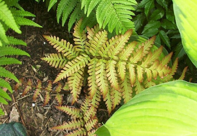 Dryopteris Species, Autumn Fern, Japanese Shield Fern