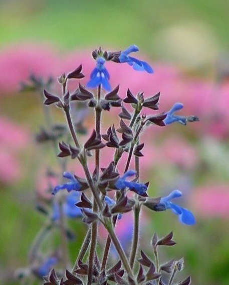 Salvia Species, Sapphire Salvia, Sinaloan Blue Sage