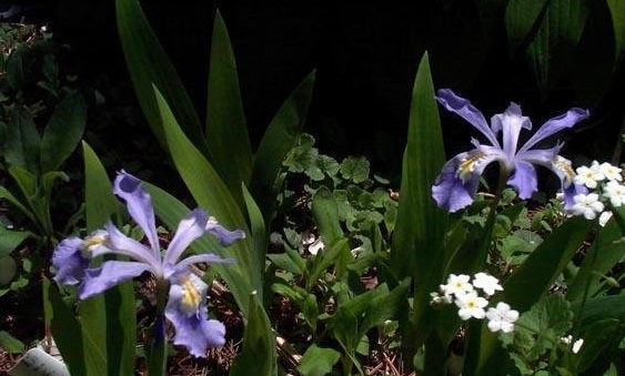 Species Iris, Dwarf Crested Iris