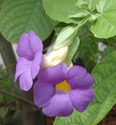 Thunbergia Species, Blue Boy, Blue Glory, Clock Vine