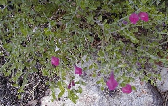 Scutellaria Species, Pink Texas Skullcap, Cherry Skullcap