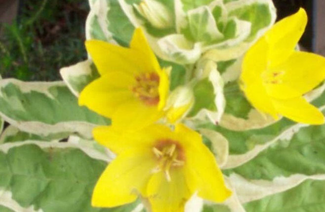 Lysimachia, Circle Flower, Variegated Yellow Loosestrife Alexander