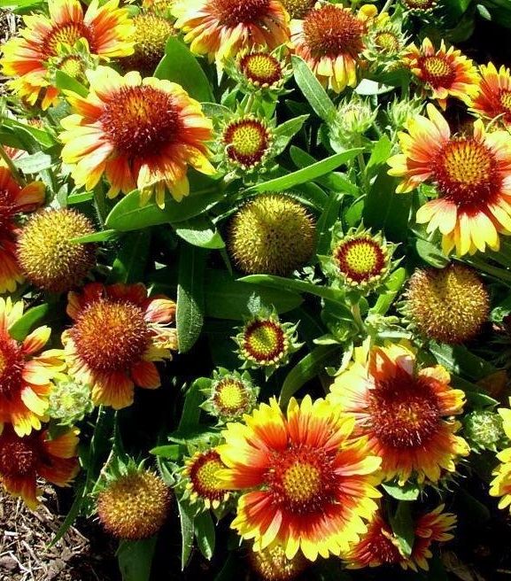 Gaillardia, Blanket Flower, Indian Blanket Arizona Sun