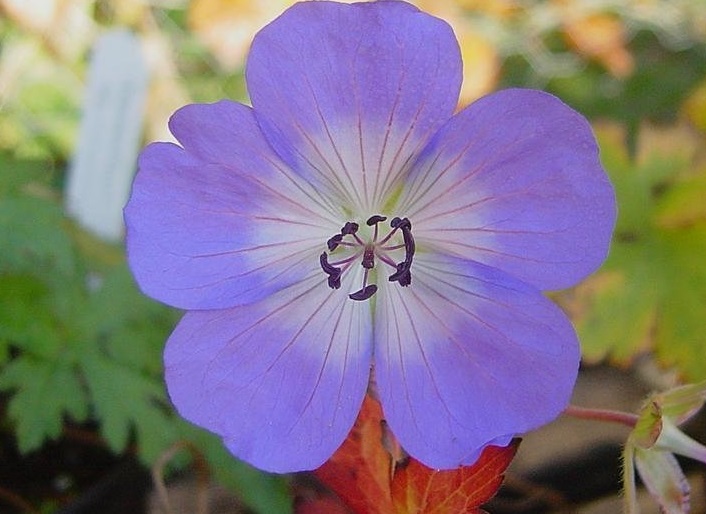 Geranium, Cranesbill, Hardy Geranium Jolly Bee