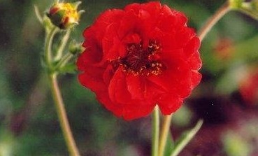 Geum, Avens Blazing Sunset