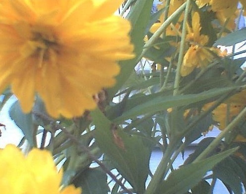 Rudbeckia, Cutleaf Coneflower, Double Black-Eyed Susan Hortensia