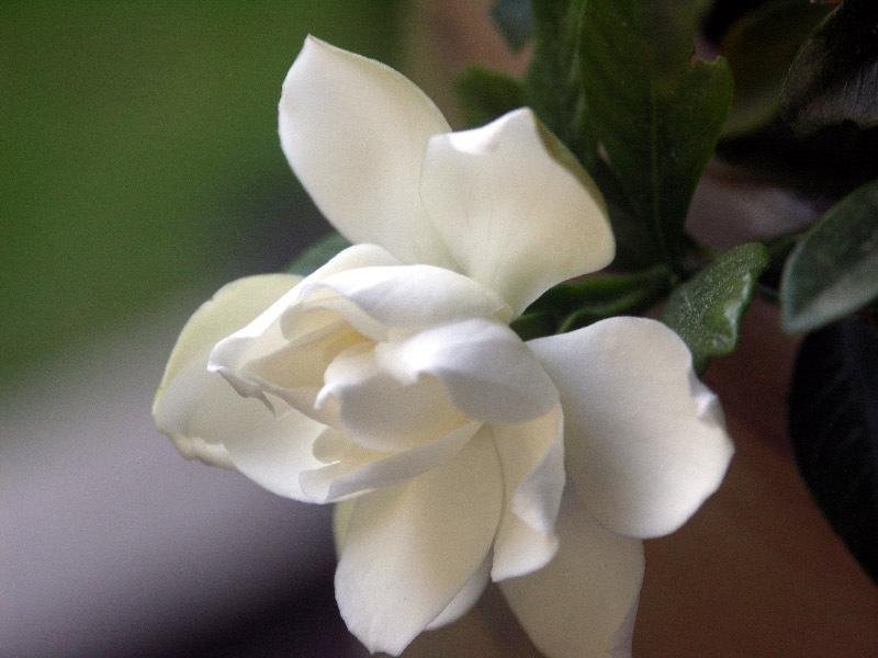 Gardenia, Cape Jasmine, Gandharaj August Beauty