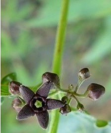 Black Swallow-wort, Dog-strangling Vine, Louis Swallow-wort