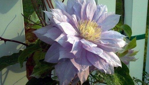 Clematis, Early Large-flowered, Double Clematis Belle of Woking