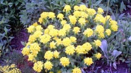 Euphorbia Species, Cushion Spurge