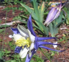 Aquilegia Species, Colorado Blue Columbine, Rocky Mountain Columbine