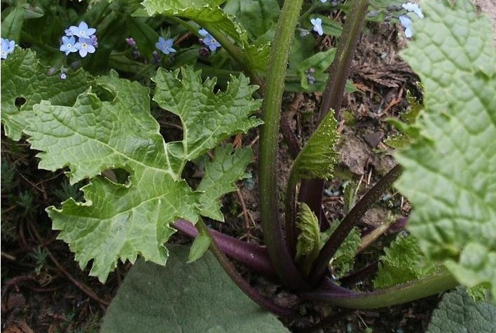 Colewort, Flowering Kale, Giant Kale, Giant Gypsophila