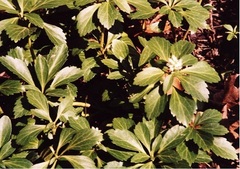 Pachysandra Species, Carpet Box, Japanese Pachysandra, Japanese Spurge
