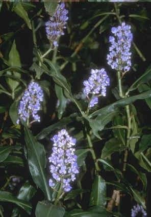 Dichorisandra Species, Blue Ginger