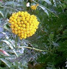 Achillea, Fern-Leaf Yarrow Coronation Gold