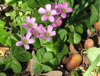 Oxalis Species, Violet Wood Sorrel