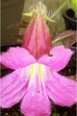 Rehmannia Species, Chinese Foxglove