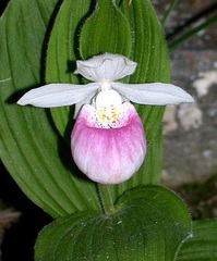 Species Orchid, Cypripedium, Queen's Lady's Slipper, Showy Lady's Slipper