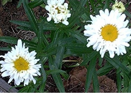 Leucanthemum, Shasta Daisy Crazy Daisy
