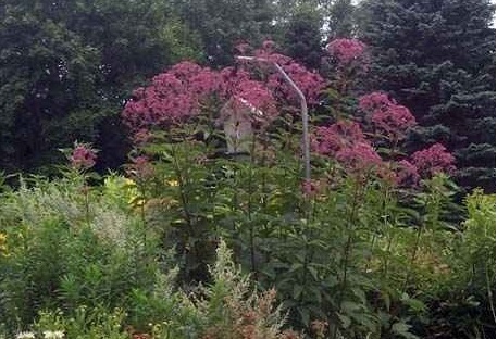 Eutrochium, Joe Pye Weed, Spotted Joepyeweed Gateway