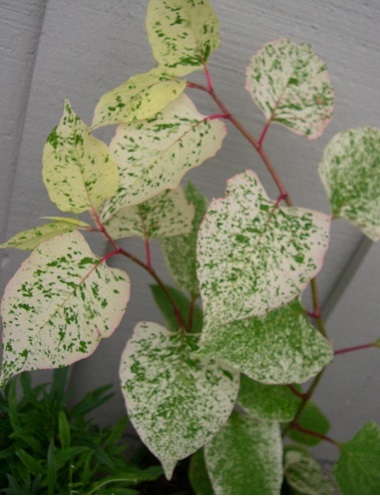 Reynoutria, Variegated Asian Knotweed, Variegated Japanese Knotweed Variegata