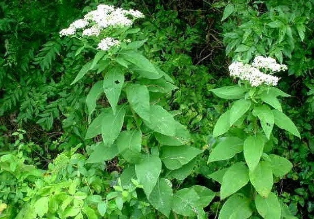 Verbesina Species, Frostweed, Iceplant, Virginia Crownbeard, White Crownbeard