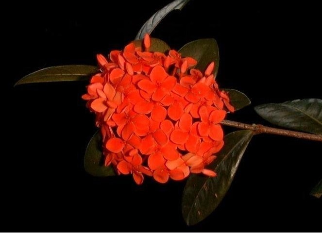Ixora Hybrid Maui