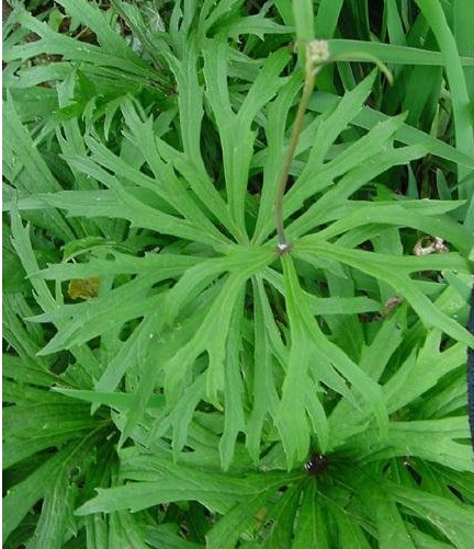 Syneilesis Species, Shredded Umbrella Plant