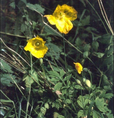Papaver Species, Cambrian Poppy, Welsh Poppy