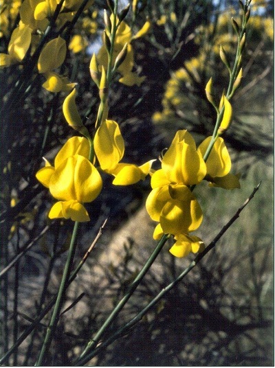Spartium Species, Broom Absolute, Spanish Broom, Weavers Broom