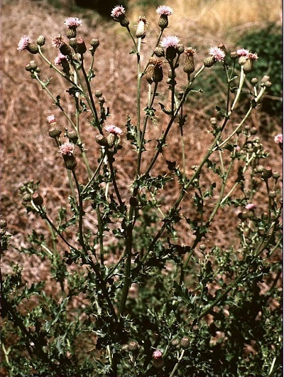 Cirsium Species, Canada Thistle, Canadian Thistle, Creeping Thistle