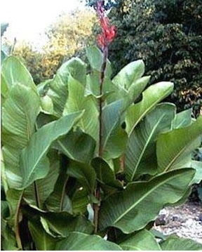Canna, Banana Canna Musifolia