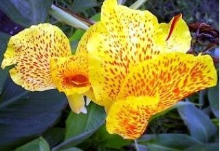Canna, Canna Lily Cleopatra