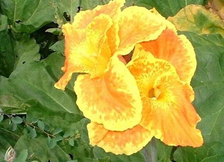 Canna Lily Yellow King Humbert