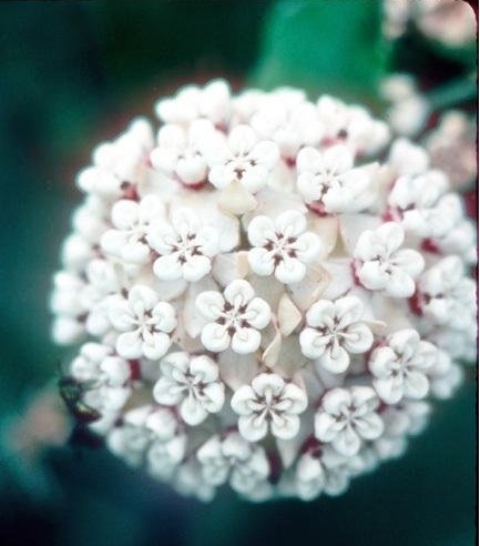 Asclepias Species, Redring Milkweed, White Milkweed