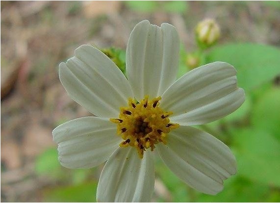 Bidens Species, Butterfly Needles, Shepherds Needles