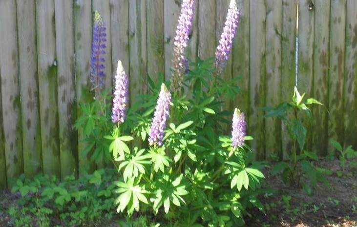 Lupinus Species, Wild Lupine, Sundial Lupine
