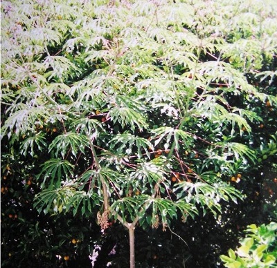 Manihot Species, Hardy Tapioca