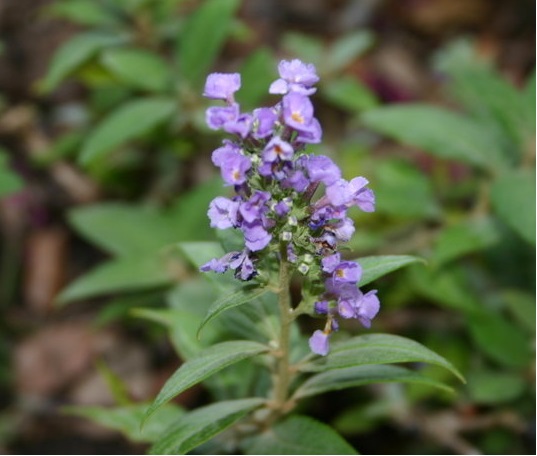 Buddleja, Butterfly Bush, Summer Lilac Blue Chip
