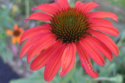 Echinacea, Hybrid Coneflower Tomato Soup