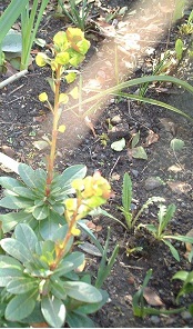 Euphorbia Species, Wood Spurge
