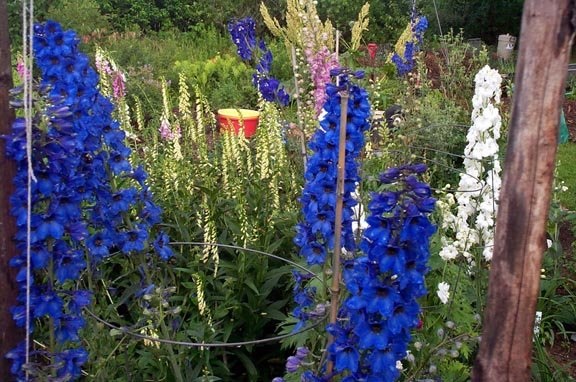 Delphinium Species, Larkspur, Candle Delphinium
