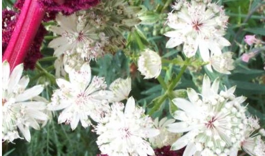 Astrantia Species, Great Masterwort