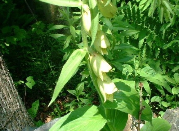 Digitalis Species, Big-Flowered Foxglove, Large Yellow Foxglove