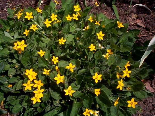 Chrysogonum Species, Golden-Knee, Goldenstar, Green and Gold