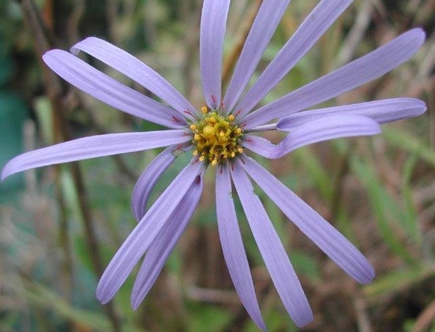 Michaelmas Daisy, Frikarts Aster Monch