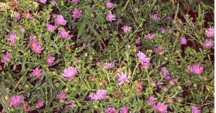 Symphyotrichum, Michaelmas Daisy, New England Aster Purple Dome