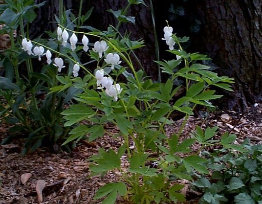 Lamprocapnos, Bleeding Heart, White Bleeding Heart Alba